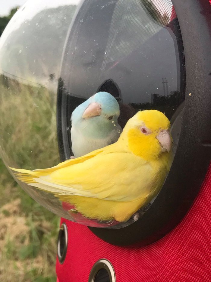 Cozy - Backpack, A parrot, 