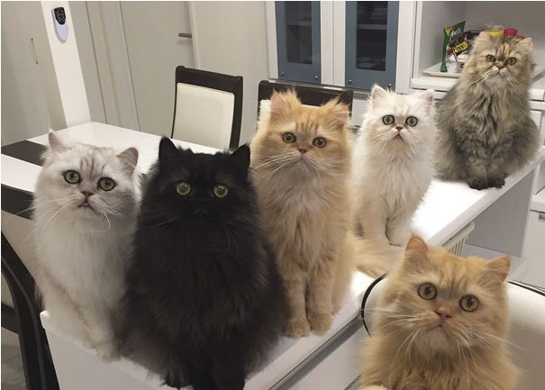 ������� �����