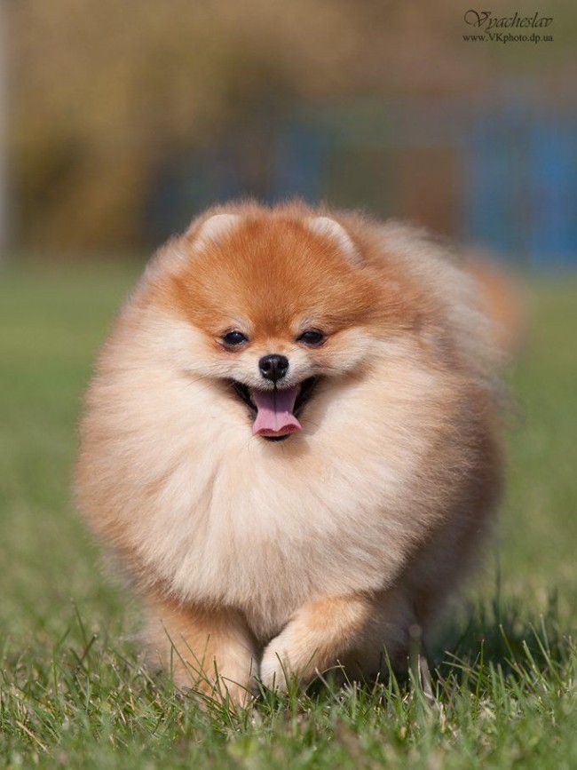 I want to get a spitz, does anyone have experience? Is it difficult with them? This little fluffy bundle of happiness haunts me - Spitz, Dog, Happiness, Experience, Dream, Pros and cons