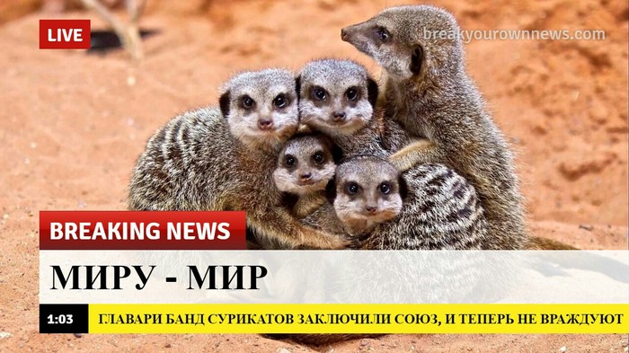 It would be so with people - news, Animals, Milota, Kindness, Meerkat