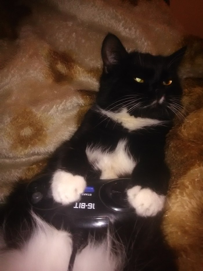 And good morning to you too - My, Kai Yara, Sega, cat, Milota, Games, Longpost