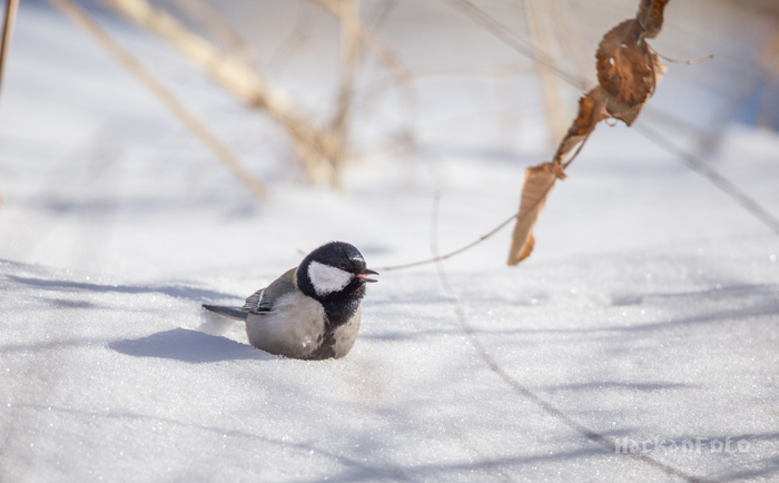 Titmouse birds. Moskovka, gaitka and long-tailed. - My, Birds, Tit, Chickadee, Long-tailed, Moskovka, Longpost