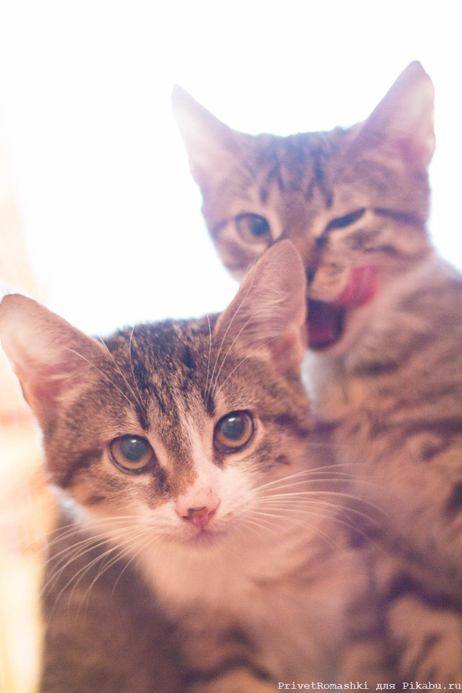 just kittens - My, cat, Kittens, , Longpost, Mustachioed - Striped, Animals