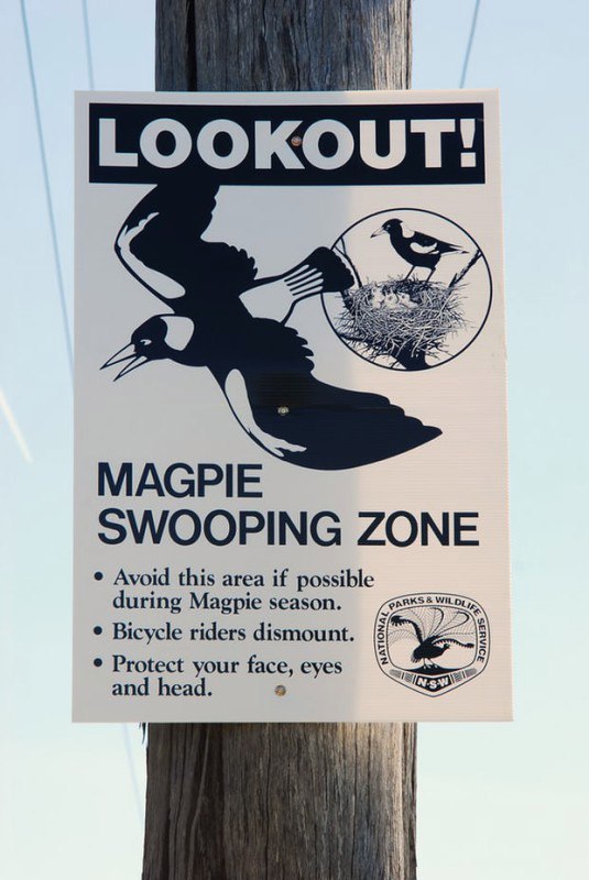 Watch out, magpies! - Australia, Ecology, Birds, Attack, Ecosphere, Magpie, Longpost, Video