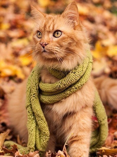 Autumn mood post... - cat, Autumn, Autumn mood, Milota, Longpost