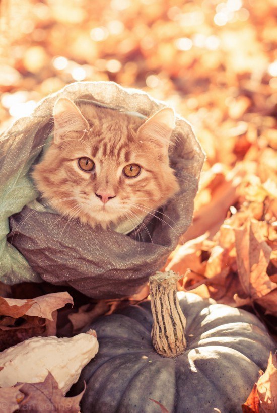 Autumn mood post... - cat, Autumn, Autumn mood, Milota, Longpost