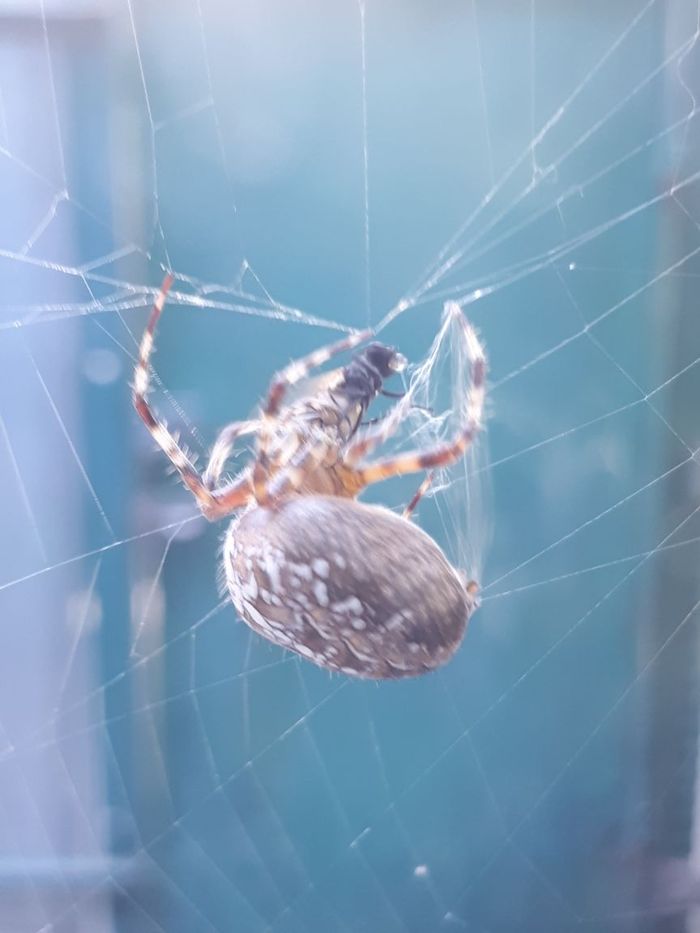 The spider caught a fly - My, Spider, Муха, Web, cat, Window, , Video, Longpost