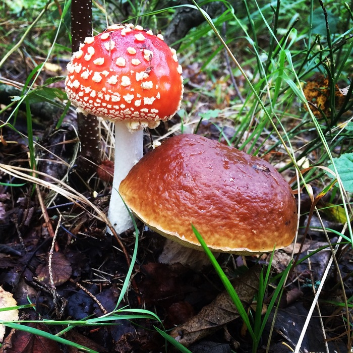 Mushrooms - My, Mushrooms, Republic of Belarus