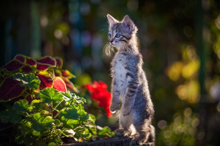 Who's there? - Milota, cat, Pets