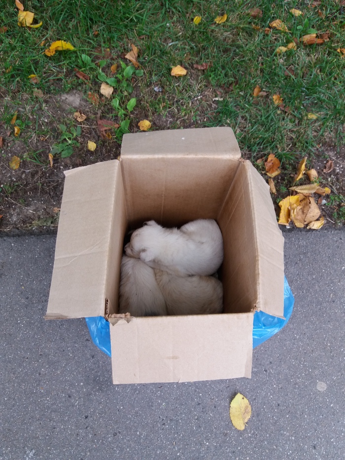 Puppies in a box in the middle of the street... - My, Puppies, Homeless animals, Longpost