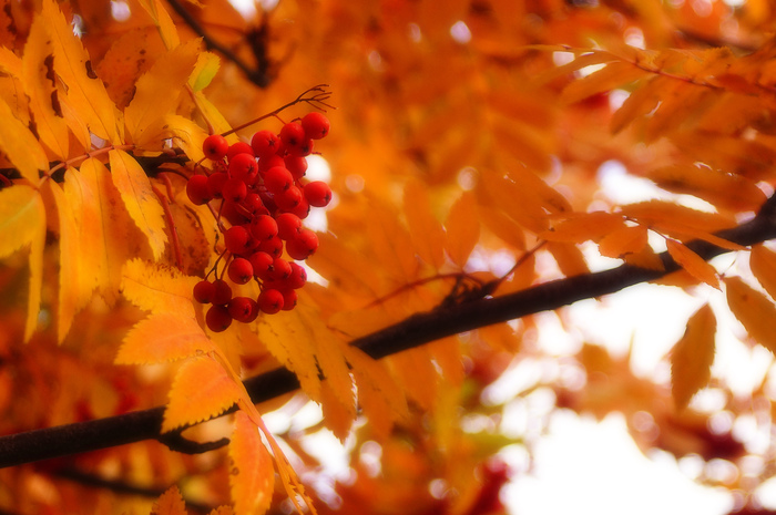 Bright colors of autumn - My, Krasnoyarsk, Siberia, Autumn, Tree, Leaves, Longpost