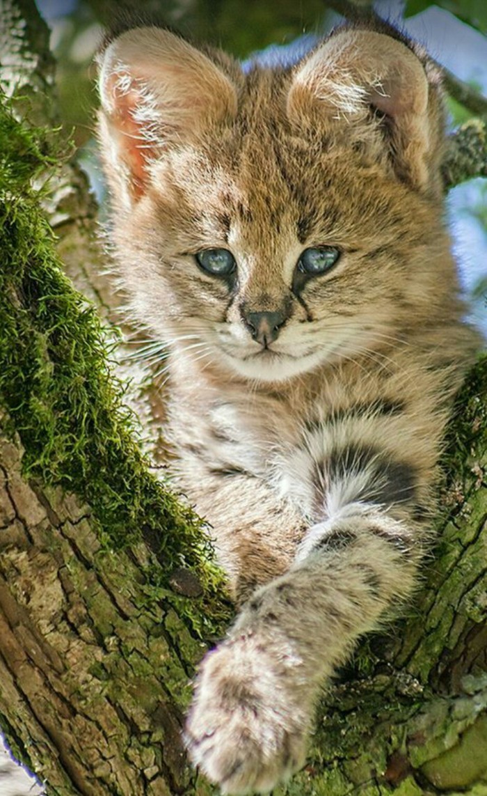 Малыш - Кот, Которебенок