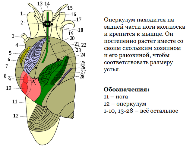 Как брюхоногие дверь себе запилили - Моё, Моллюск, Раковина, Лига биологов, Биология, Зоология, Наука, Познавательно, Длиннопост