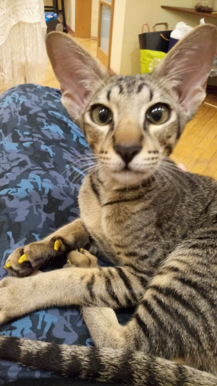 150606528613332880 ориентальный кот в хорошие руки