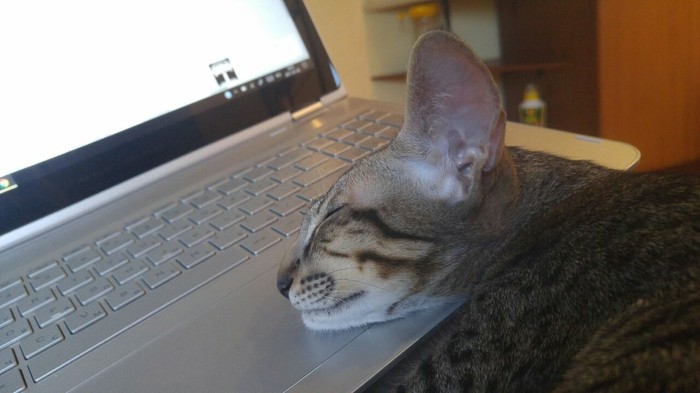 150606532619241029 ориентальный кот в хорошие руки