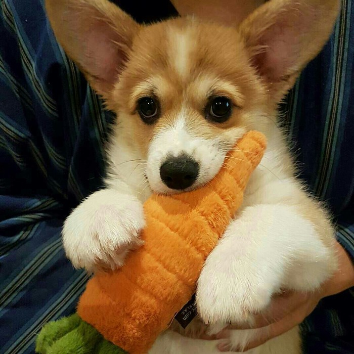 Kus - Corgi, Soft toy, Milota, Dog