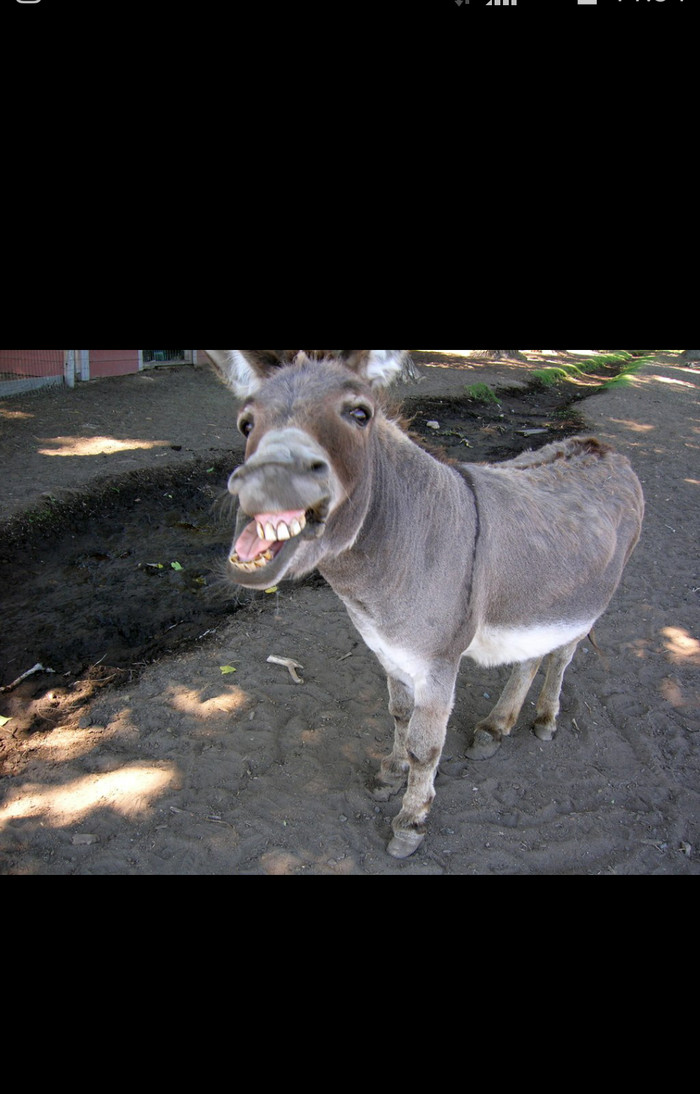 Meet the donkey Boris, for sale))) - Sale, Humor