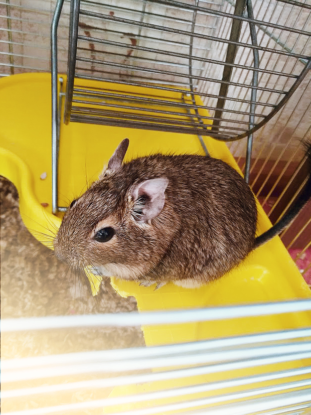 I'll give you degu. Moscow. - My, Pets, In good hands, Degu, Moscow, Purchase and Sale, Longpost, Trade