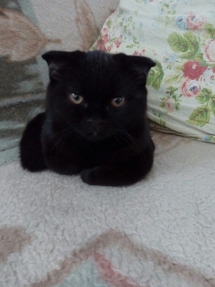 Peekaboo needs power. - My, A loss, Lost cat, Naberezhnye Chelny, Longpost