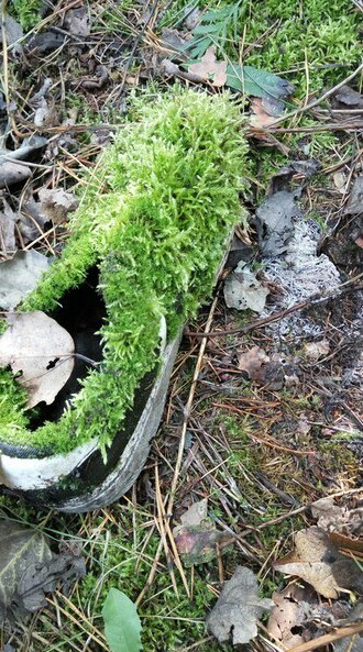 These are the mushrooms - My, Silent hunt, Find, Forest