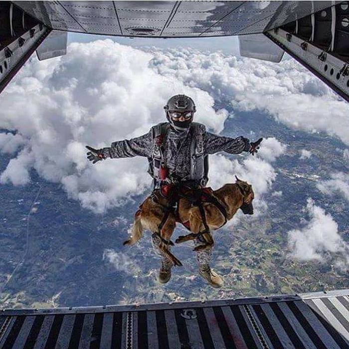 Always together - Friends, Height, Sky, Airplane, Best friends, Dog, Skydiving