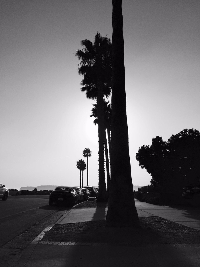 San Diego - The photo, California, Palm trees