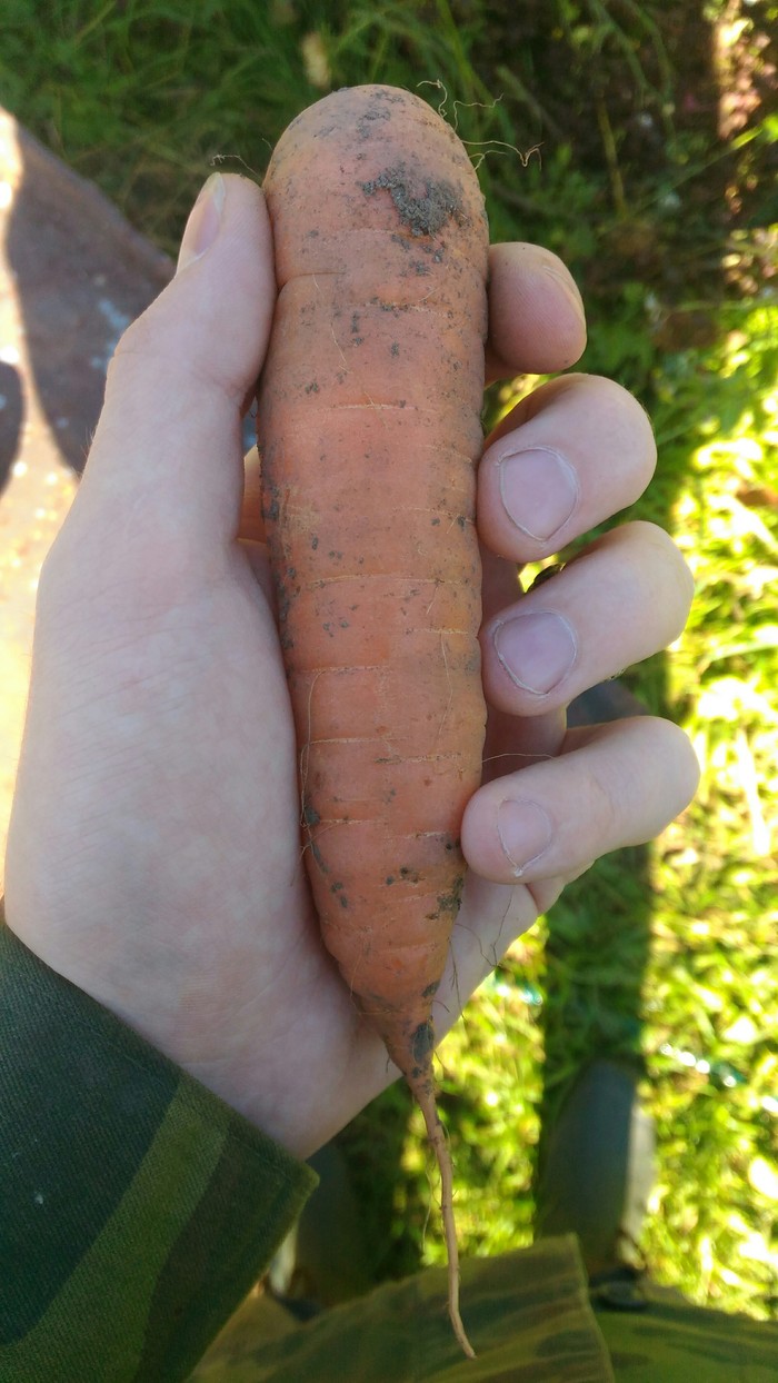 Harvest Schrodinger - My, Carrot, Dacha, Rodents, Longpost