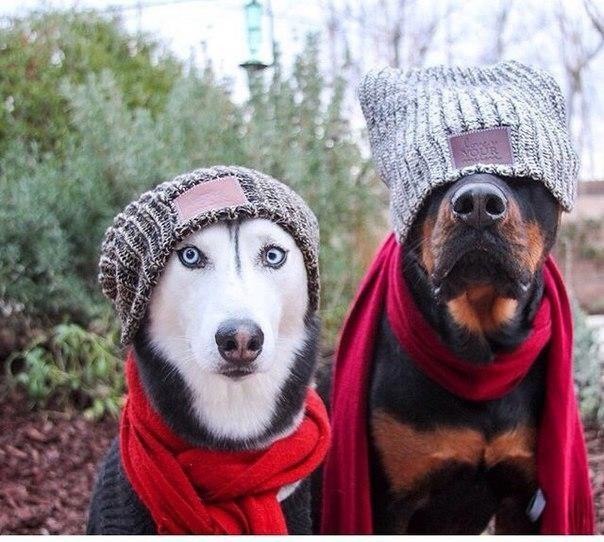 Похожи на рэперов)