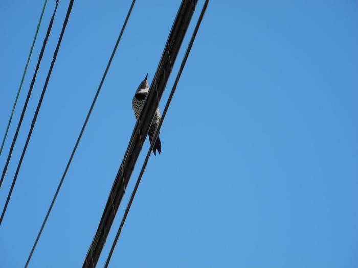 A beautiful bird, just a woodpecker. - My, Birds, Woodpeckers, Landscape