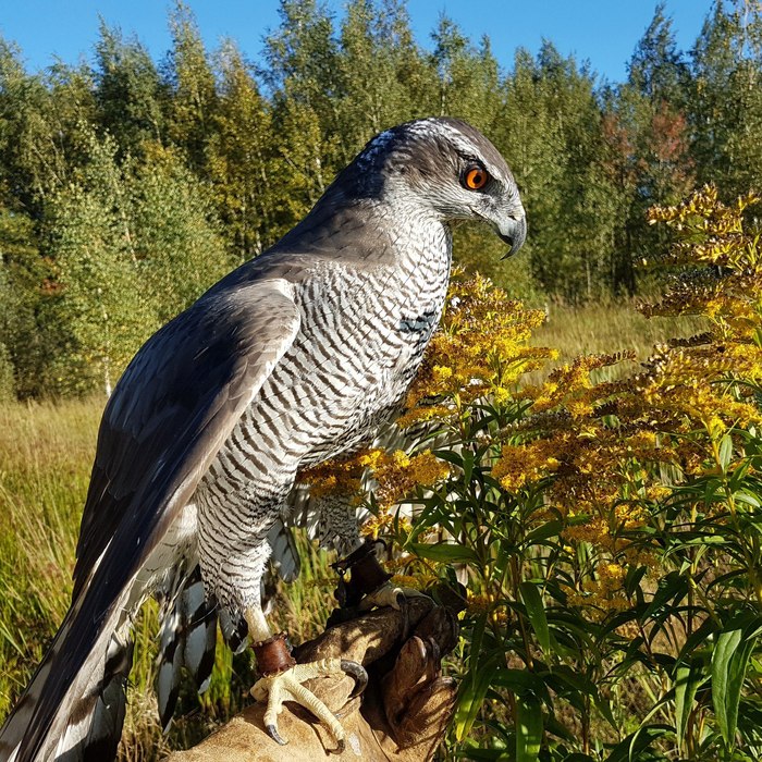 Goshawk training. - My, Hawk, Birds of Prey, Bird of Prey Training, Yoll, Falconry, Video