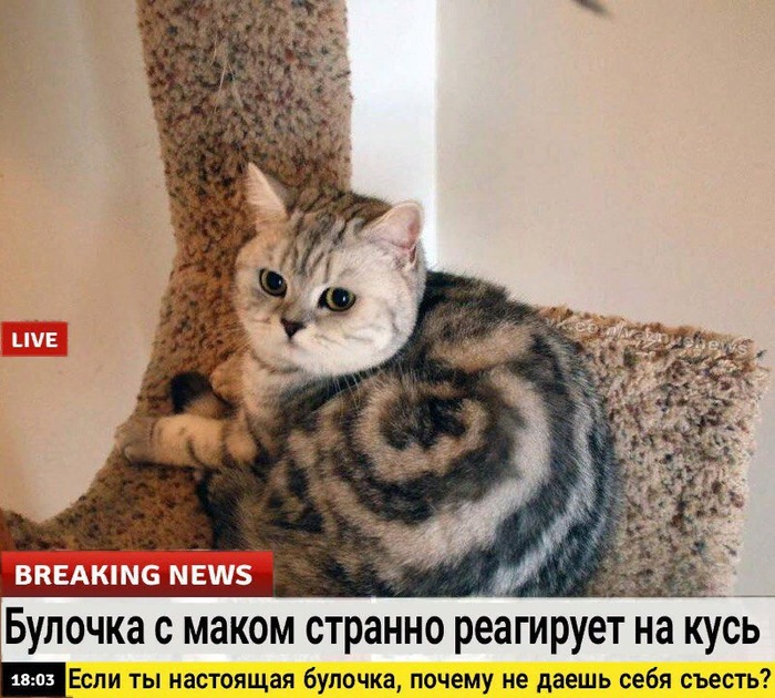 Important news - cat, Important, In contact with