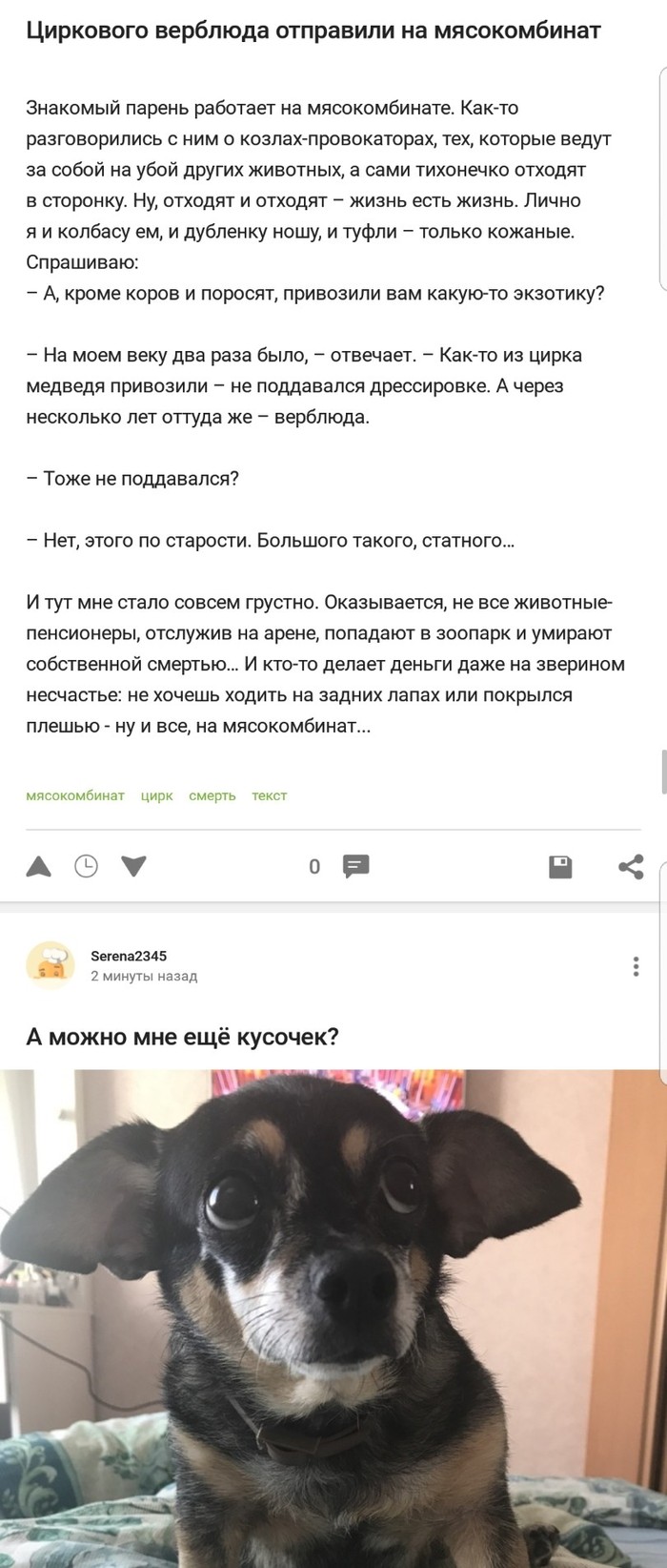 Как то так - Собака, Мясокомбинат, Попрошайки, Длиннопост