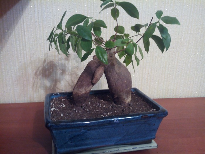 My bonsai (plant) at this rate will overtake me - My, Pipers are measured, banzai, Houseplants