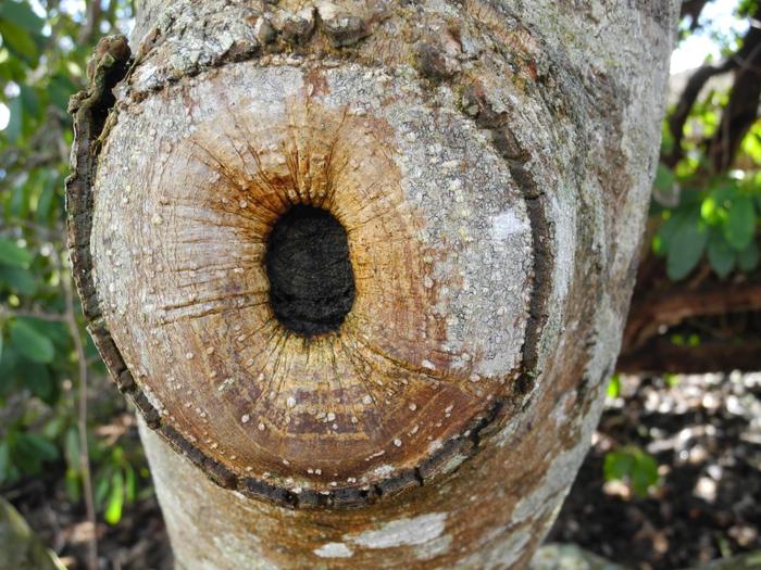 magnolia eye - My, Tree, Magnolia, Trees