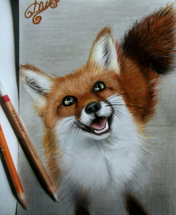 Foxy splendor post - My, Fox, Drawing, Colour pencils, , Milota, Green eyes