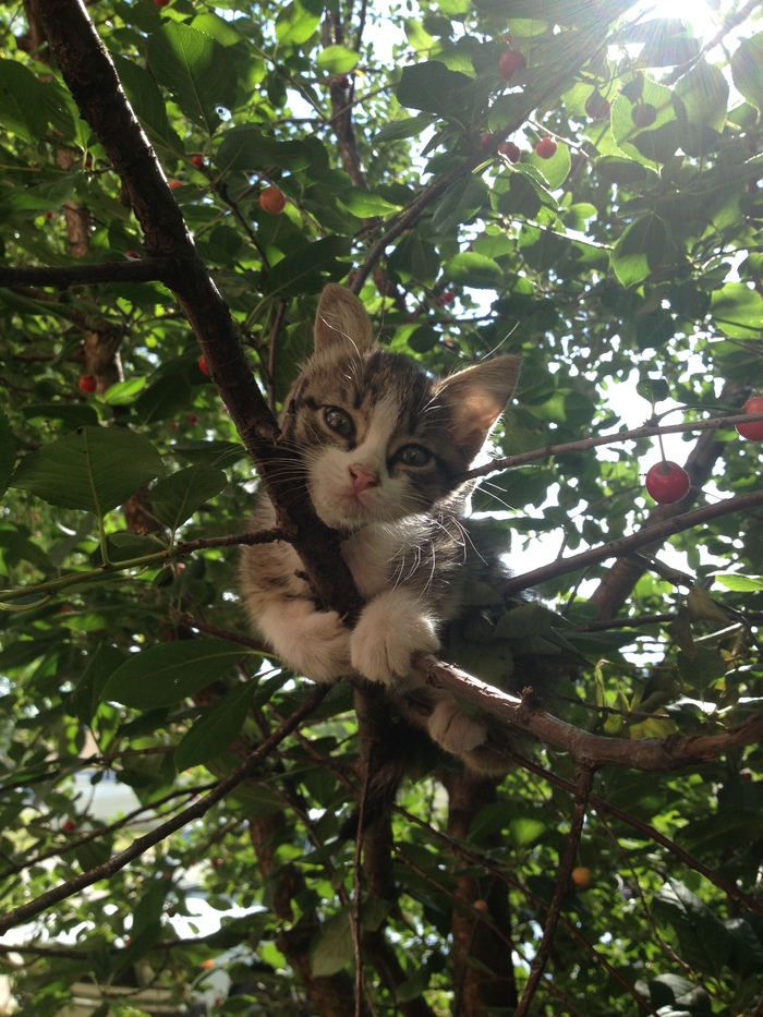 ������� �������-������ ������.