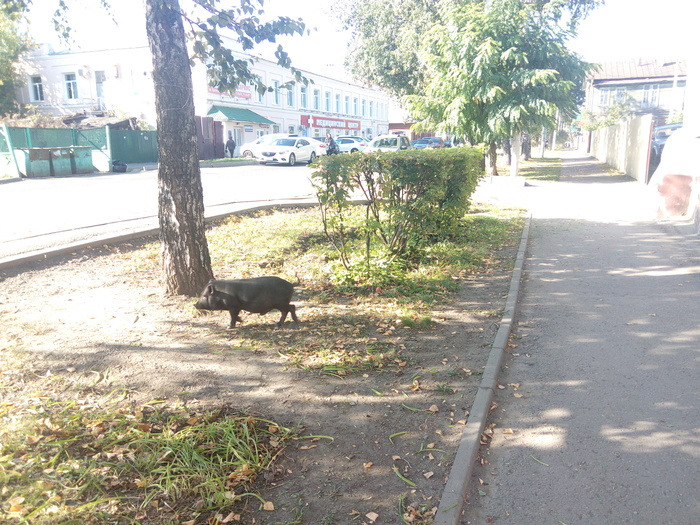 Good morning Tambov! ;) - My, Tambov, Animals