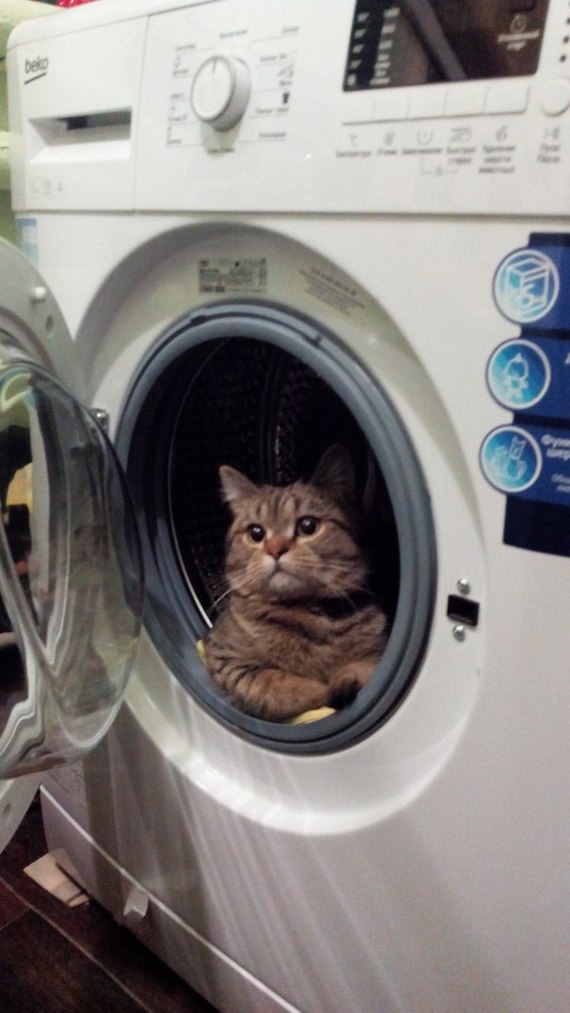 Let's go! - Космонавты, Yuri Gagarin, cat, Washing machine, Homemade, The photo