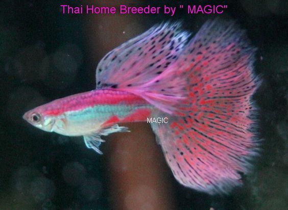 Гуппи CHERRY PINK GRASS