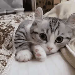 Well what a cutie - cat, Milota, GIF