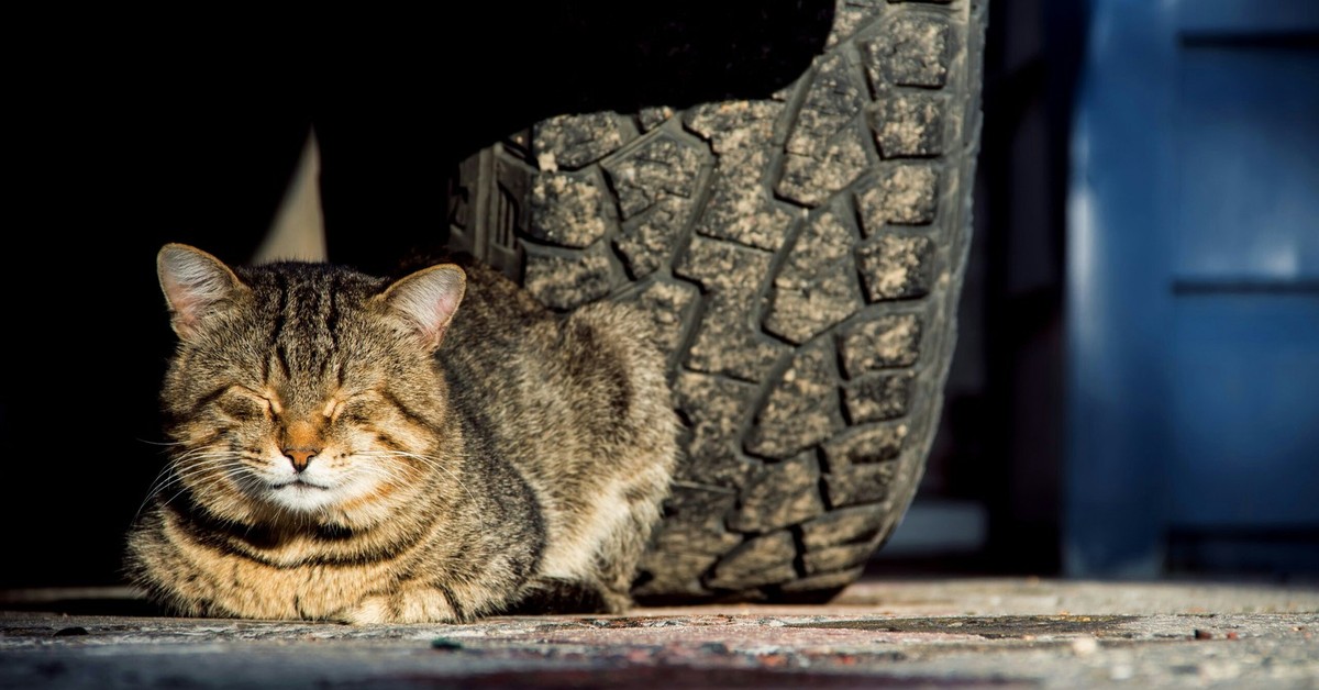 Уличные коты