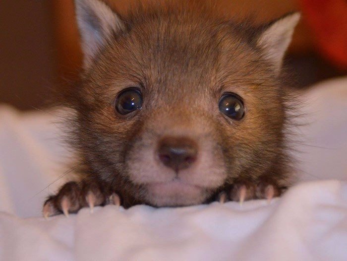 Meet Puggle, the rescued baby fox who can't live without his best friend, the toy bunny. - Milota, Animals, The photo, Young, Longpost, Fox, Fox cubs