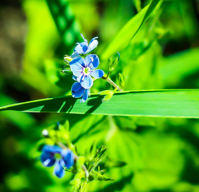 Macro flora. - My, The photo, Closeup, Macro photography, Macro rings, Nature, Amandilian, Longpost