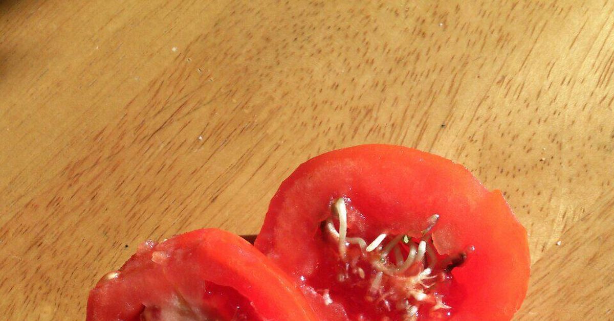 Не проклевываются семена томатов