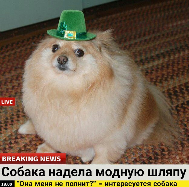 Important news! - Dog, Hat, Good news