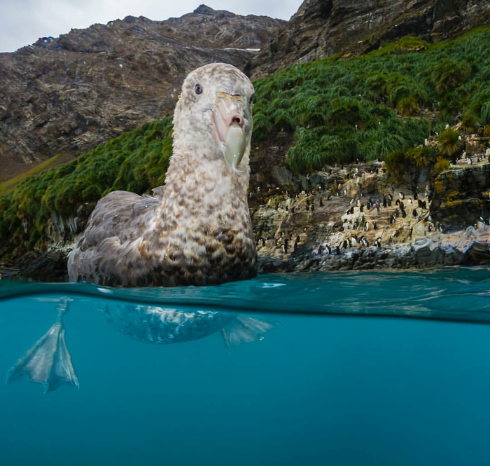 Giant Petrel are swimming