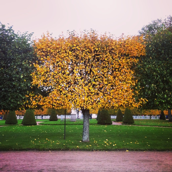 Autumn is selective. - My, Peterhof, Saint Petersburg, Autumn, Yuri Shevchuk