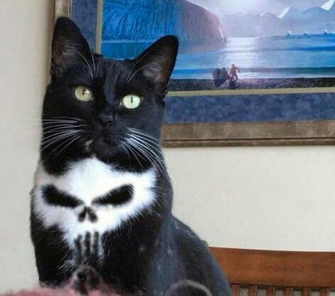 Mustachioed Punisher - Photoshop, cat