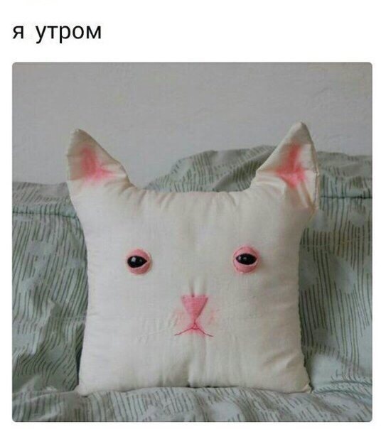 Morning is never good - Morning, Pillow, Appearance, Pain, cat