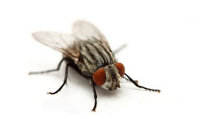 какое расстояние пролетает муха без остановки